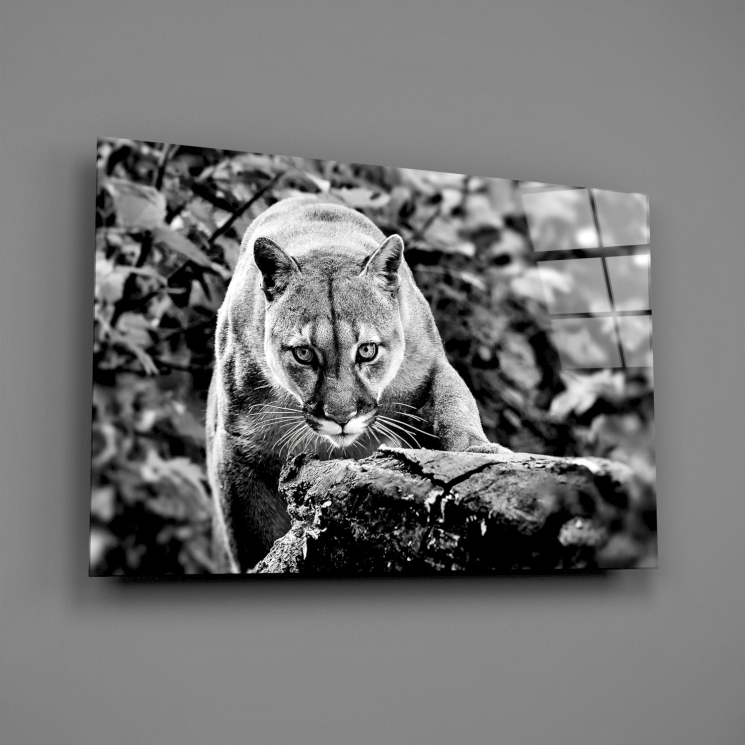 Puma Glass Wall Art-1