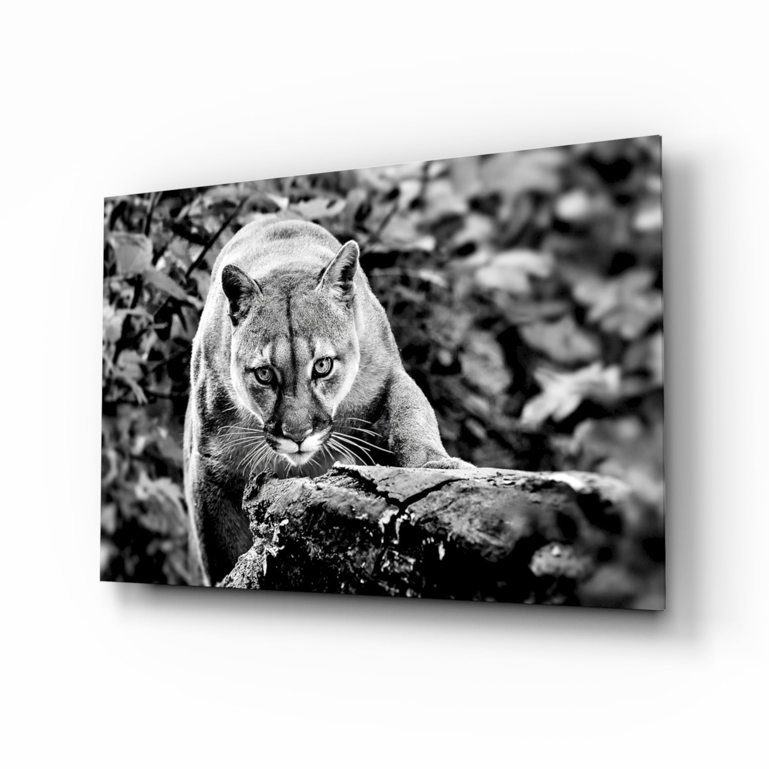 Puma Glass Wall Art-0